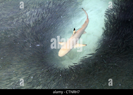 Requin shark feeding Banque D'Images