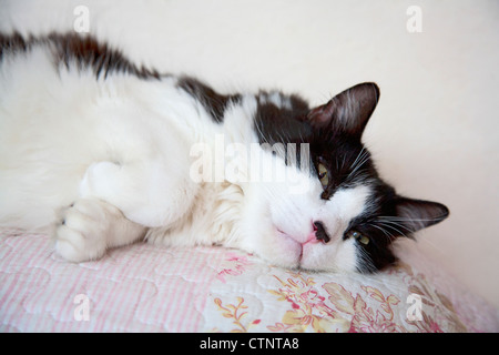 Chat noir et blanc lying on sofa Banque D'Images