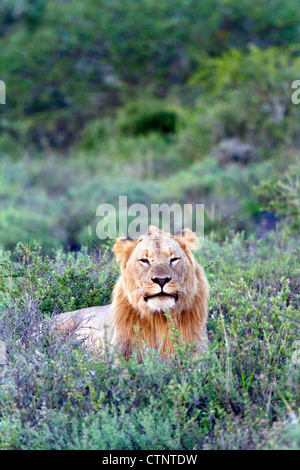 Young male lion reposant dans les prairies, Eastern Cape, Afrique du Sud Banque D'Images