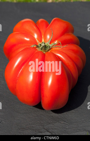 Tomate de bœuf géante (zapotec plissée) Banque D'Images