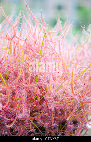 Close up of sundew Drosera Banque D'Images