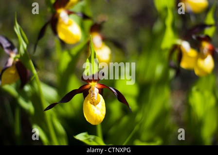 Lady's Slipper Orchid growing wild Banque D'Images