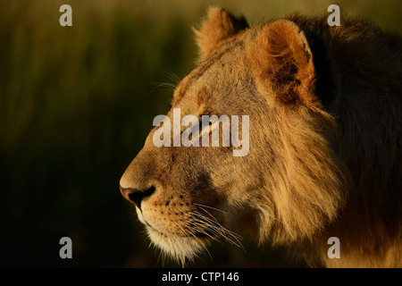 Portrait d'un adolescent l'African Lion au Kenya Maasai Mara dans earlly la lumière du matin. Banque D'Images