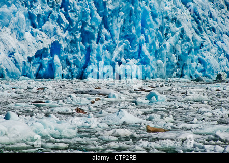 Grand groupe des phoques communs hisse sur les icebergs en face Sud Sawyer Glacier dans Arm-Fords Tracy Tracy Arm Terreur Désert Banque D'Images