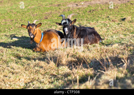 Deux chèvres sur l'herbe d'automne. Plan horizontal. Banque D'Images