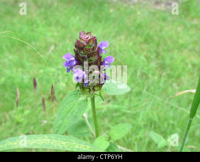 L'auto-guérir Prunella vulgaris. Photo Tony Gale Banque D'Images