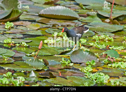 La Gallinule poule-d'oiseau, à chercher de la nourriture dans l'eau du lac parmi les feuilles et bourgeons de la fleur de lotus Banque D'Images