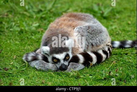 Untitled Document l'anneau (Lemur catta) recroquevillée sur herbe à Blackpool Zoo Banque D'Images