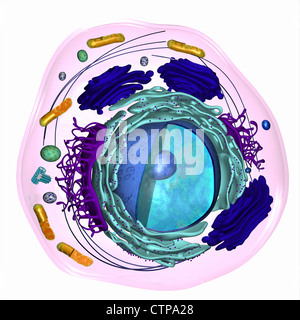 Modèle 3D d'une cellule eucaryote Banque D'Images