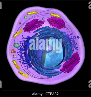 Modèle 3D d'une cellule eucaryote Banque D'Images