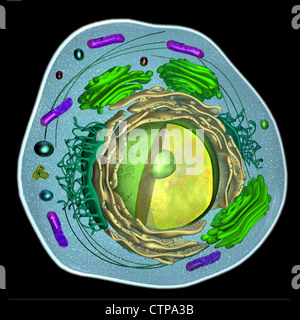 Modèle 3D d'une cellule eucaryote Banque D'Images