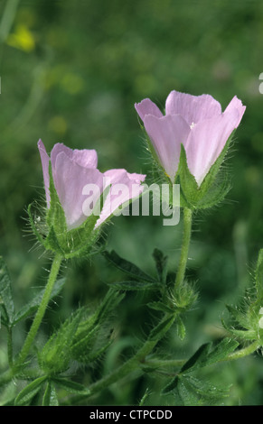 Ketmie des marais rugueux Althaea hirsuta (Malvaceae) Banque D'Images