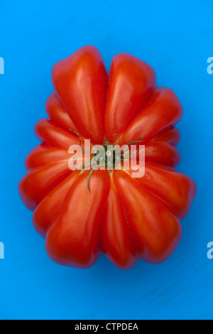 Tomate de boeuf géant (Zapotec plissé) sur fond bleu Banque D'Images