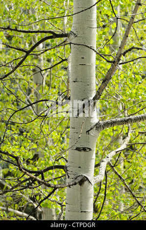 Le tremble (Populus tremuloides) Banque D'Images