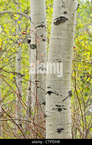 Le tremble (Populus tremuloides) Banque D'Images