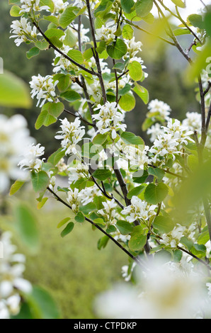 Service saskatoon berry (Amelanchier alnifolia) Banque D'Images