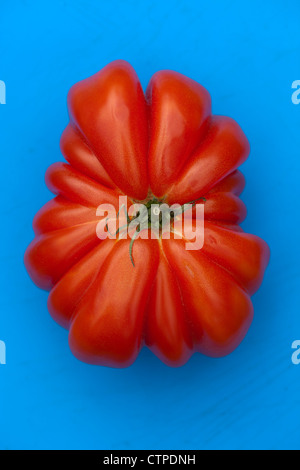 Tomate de boeuf géant (Zapotec plissé) sur fond bleu Banque D'Images
