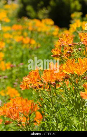 Lily péruvienne (l'Alstroemeria aurea) Banque D'Images