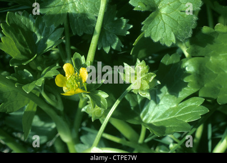 SCILLY Ranunculus muricatus (Ranunculaceae) Banque D'Images