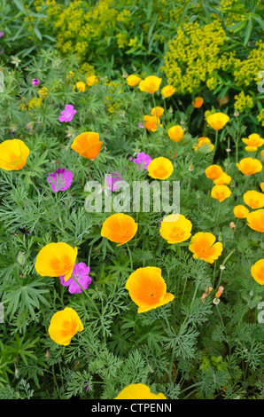 Pavot de Californie (Eschscholzia californica) et géranium sanguin (geranium) Banque D'Images