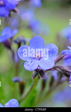 Grand bleu orcanette (Anchusa azurea) Banque D'Images