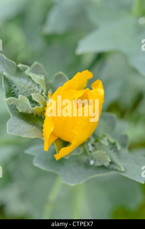 Cornes jaune Glaucium flavum (pavot) Banque D'Images