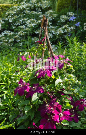 Clematis (clématite rouge cardinal) Banque D'Images