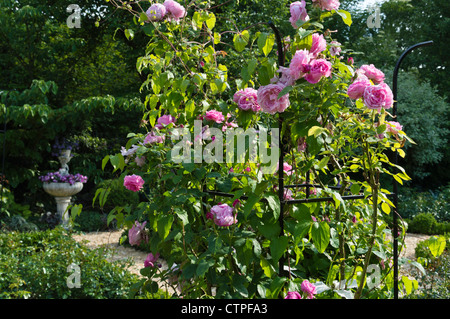 English rose (Rosa Gertrude Jekyll) avec trellis dans un jardin de roses. Design : Marianne et Detlef Lüdke Banque D'Images