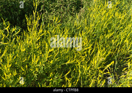 Mélilot jaune (Melilotus officinalis) Banque D'Images