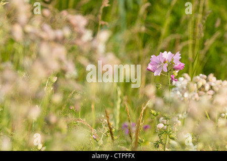 La mauve musquée (Malva moschata) Banque D'Images