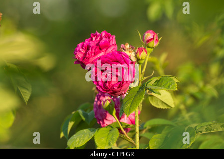 Bourbon rose (Rosa louise odier) Banque D'Images