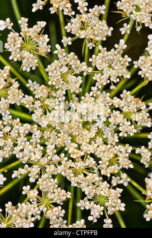 Close-up of Queen Anne's lace Banque D'Images