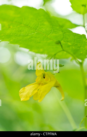 Touch-me-not balsam (impatiens noli-tangere) Banque D'Images