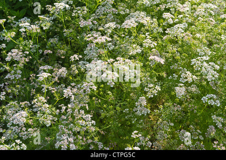 La coriandre (Coriandrum sativum) Banque D'Images