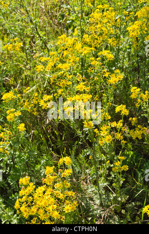 Senecio jacobaea séneçon jacobée (commune) Banque D'Images