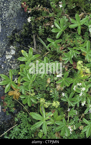ALPINE LADY'S-MANTLE alchemilla alpina (Rosacées) Banque D'Images