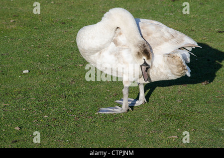 Une charmante jeune cygne muet de lissage Banque D'Images