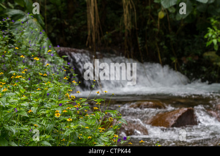 Rivière qui traverse la forêt au Bajo Mono ou Pipeline trail en dehors de Boquete, Chiriqui Province, au Panama. Banque D'Images