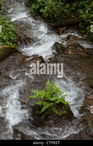 Rivière qui traverse la forêt au Bajo Mono ou Pipeline trail en dehors de Boquete, Chiriqui Province, au Panama. Banque D'Images