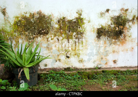 Des remontées d'humidité sur un mur extérieur de maison courant en Indonésie Banque D'Images