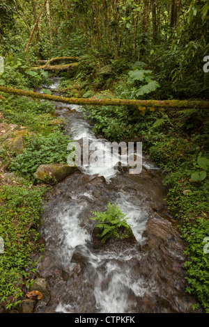 Rivière qui traverse la forêt au Bajo Mono ou Pipeline trail en dehors de Boquete, Chiriqui Province, au Panama. Banque D'Images