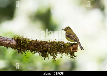 Moucherolle tchébec (Empidonax jaunâtre flavescens) sentier Bajo Mono, Chiriqui Highlands, au Panama. Banque D'Images