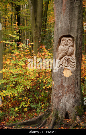 Sculpture Sculpture sur bois d'un hibou sur le tronc de l'arbre en bois d'automne, Derbyshire, Royaume-Uni Banque D'Images