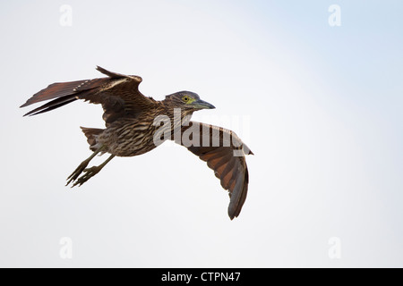 Le Bihoreau gris (Nycticorax caledonicus pelewensis immatures) en vol sur l'île de Koror dans la République des Palaos. Banque D'Images