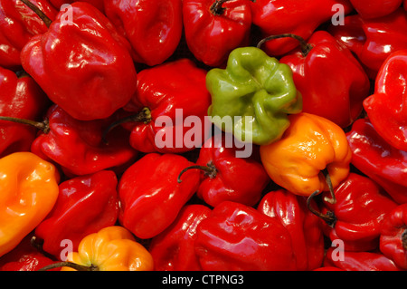 Rouge, jaune et vert piments Scotch Bonnet/capsiums - détail Banque D'Images