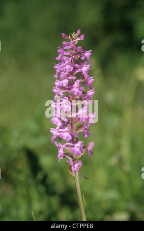 Orchidée parfumée Gymnadenia conopsea (Orchidaceae) Banque D'Images
