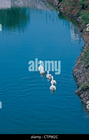 Les canards domestiques, Anas platyrhynchos f domestica dans un étang, Pune, Maharashtra, Inde Banque D'Images