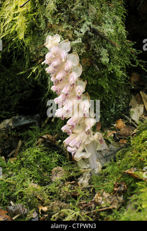 TOOTHWORT Lathraea squamaria des Orobanchacées) Banque D'Images