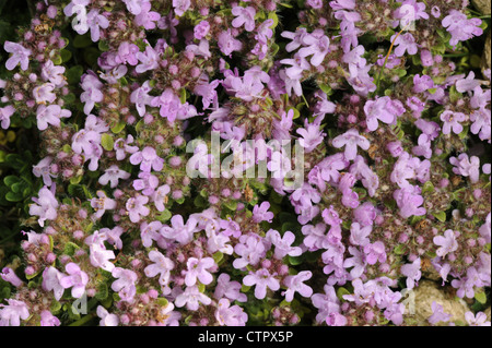 Thym Thymus polytrichus (Lamiaceae) Banque D'Images