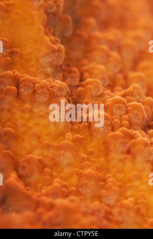 C'est un close up image de polypes de corail dur. Banque D'Images